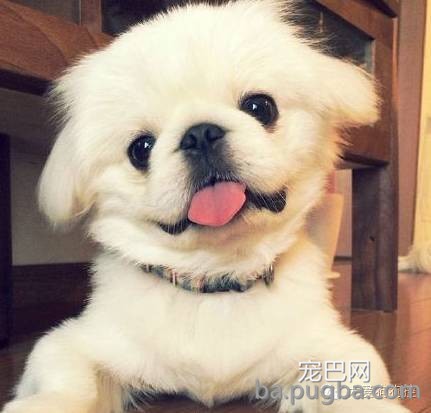 这么多小型犬，快来看看你喜欢哪一只？-27.jpeg