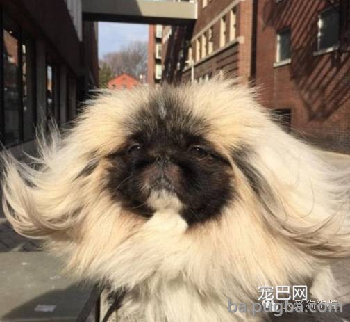 这么多小型犬，快来看看你喜欢哪一只？-28.jpeg