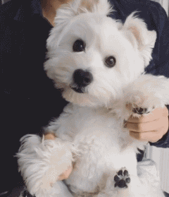这么多小型犬，快来看看你喜欢哪一只？-26.gif