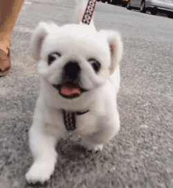 这么多小型犬，快来看看你喜欢哪一只？-29.gif