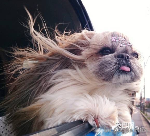 这么多小型犬，快来看看你喜欢哪一只？-30.jpeg