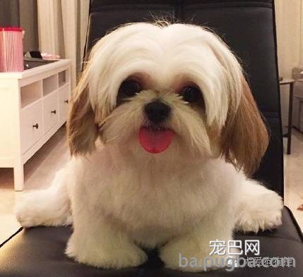 这么多小型犬，快来看看你喜欢哪一只？-31.jpeg
