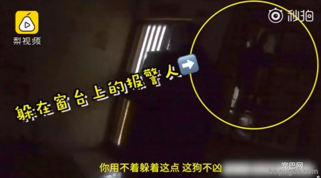 呆萌金毛尾随进家，怕狗小伙躲在窗台哭到崩溃......-1.jpg