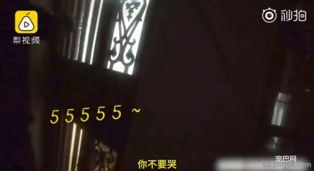 呆萌金毛尾随进家，怕狗小伙躲在窗台哭到崩溃......-2.jpg