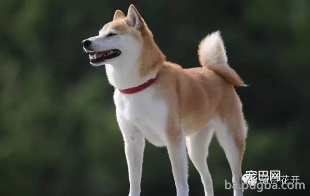 史上最聪明的狗狗，看到最后才知道真相！！-10.jpeg