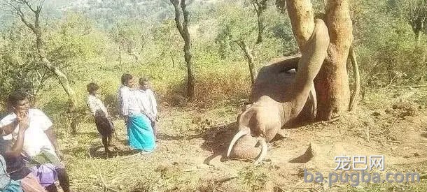 死法最冤的大象：为了菠萝蜜搭上了自己的命，挣扎无果后它绝望了-4.jpg