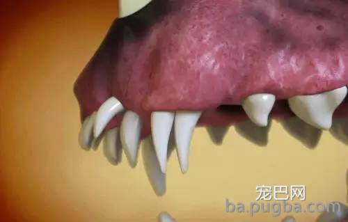 狗狗双排牙的危害 希望引起狗爸狗妈的注意-3.jpeg