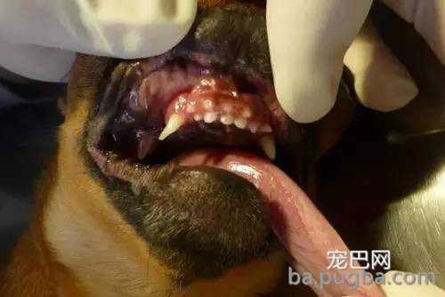 狗狗双排牙的危害 希望引起狗爸狗妈的注意-2.jpeg