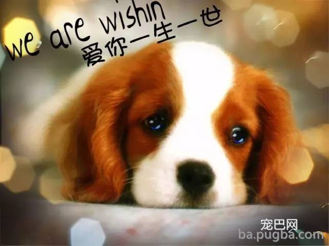 狗爸狗妈注意啦！！狗狗的排便状态是健康情况的警示灯！-5.jpeg