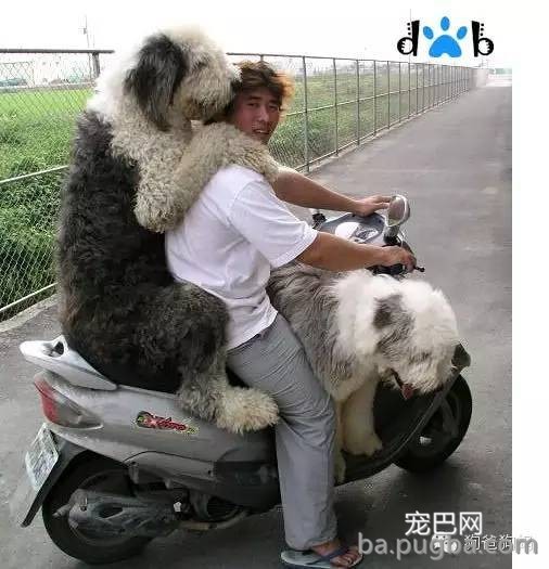 狗狗搞笑图片-3.jpeg