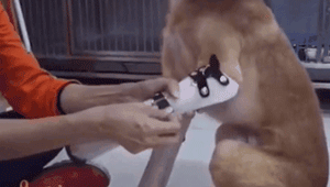 狗狗被恶人砍断双腿，好心人用这种方法助它重新站立！-1.gif
