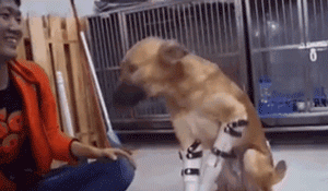 狗狗被恶人砍断双腿，好心人用这种方法助它重新站立！-3.gif
