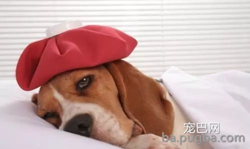狗狗呕吐的鉴别诊断-2.jpeg