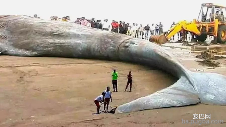 地球上的一些动物，在某种条件下会无限生长，为什么我们看不到-5.jpg