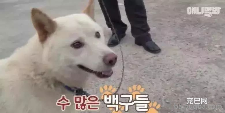 狗妈妈前后生下五十只狗宝宝，狗爸是谁却成了谜题！-1.jpeg