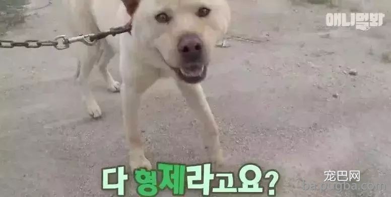 狗妈妈前后生下五十只狗宝宝，狗爸是谁却成了谜题！-3.jpeg