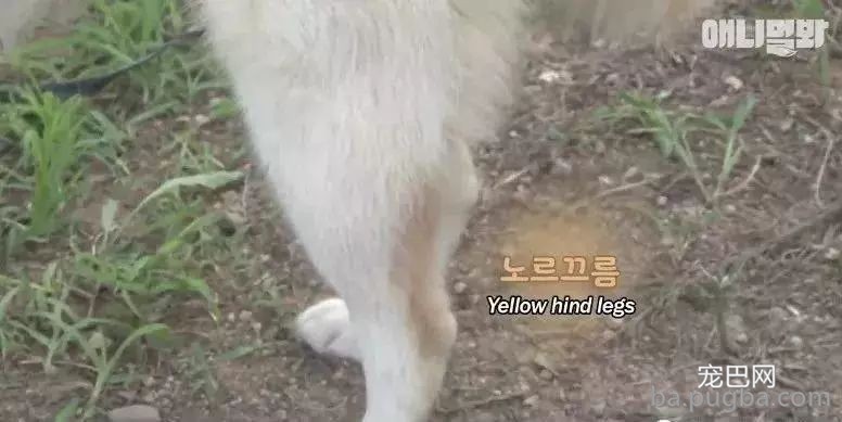 狗妈妈前后生下五十只狗宝宝，狗爸是谁却成了谜题！-5.jpeg