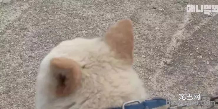 狗妈妈前后生下五十只狗宝宝，狗爸是谁却成了谜题！-4.jpeg