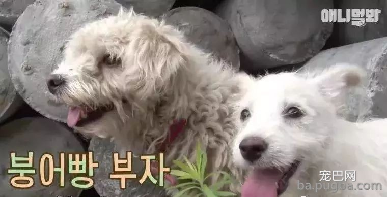 狗妈妈前后生下五十只狗宝宝，狗爸是谁却成了谜题！-13.jpeg