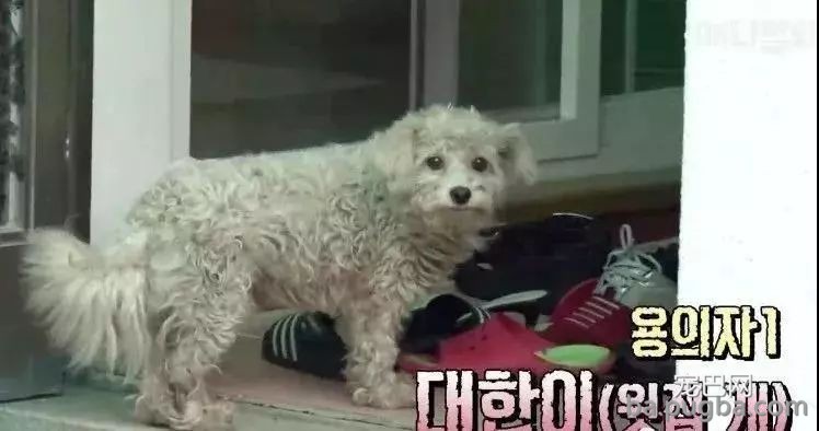 狗妈妈前后生下五十只狗宝宝，狗爸是谁却成了谜题！-11.jpeg