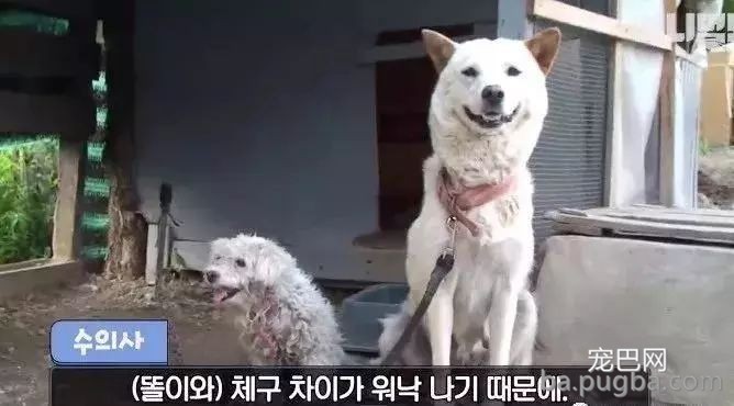 狗妈妈前后生下五十只狗宝宝，狗爸是谁却成了谜题！-14.jpeg