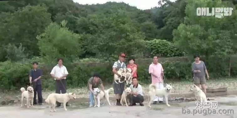 狗妈妈前后生下五十只狗宝宝，狗爸是谁却成了谜题！-8.jpeg