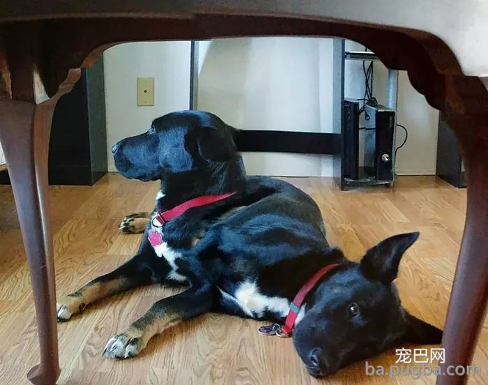 答应我，拍全景照片时千万别拍狗砸...哈哈哈哈哈哈笑喷！-8.jpeg