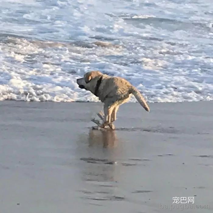 答应我，拍全景照片时千万别拍狗砸...哈哈哈哈哈哈笑喷！-5.jpeg