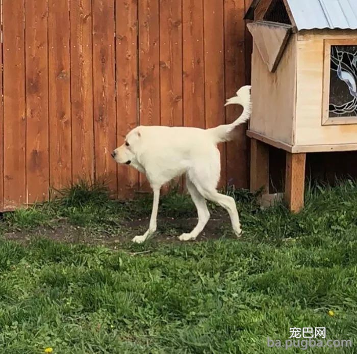 答应我，拍全景照片时千万别拍狗砸...哈哈哈哈哈哈笑喷！-16.jpeg