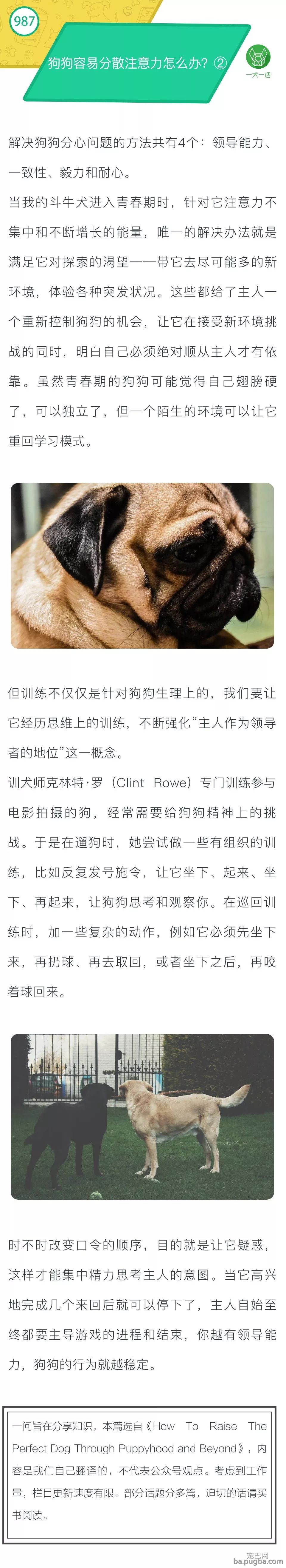 青春期狗狗不听主人的话怎么办？②-1.jpeg