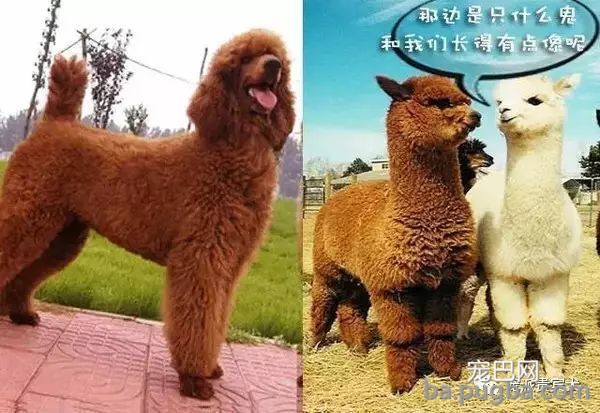 巨型贵宾犬：草泥马的外表，软妹的心！-1.jpeg