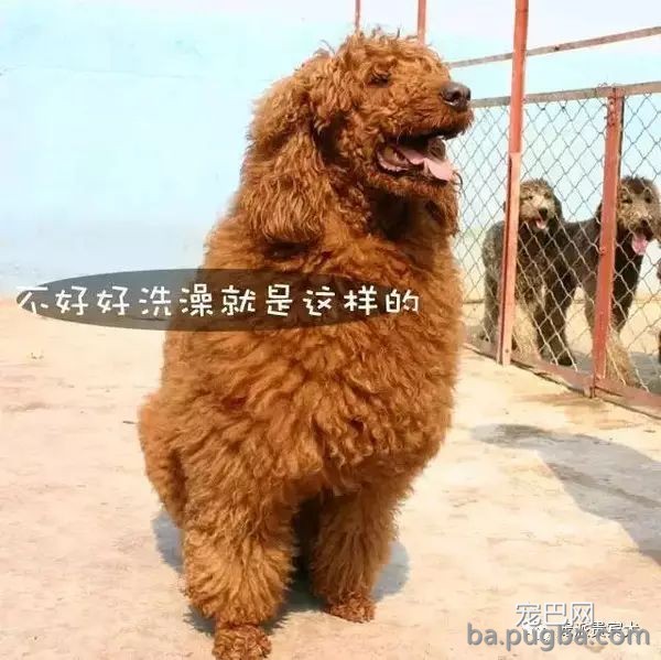 巨型贵宾犬：草泥马的外表，软妹的心！-2.jpeg