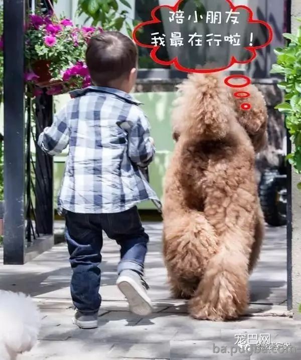 巨型贵宾犬：草泥马的外表，软妹的心！-8.jpeg