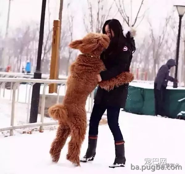 巨型贵宾犬：草泥马的外表，软妹的心！-15.jpeg