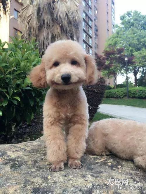 巨型贵宾犬：草泥马的外表，软妹的心！-13.jpeg
