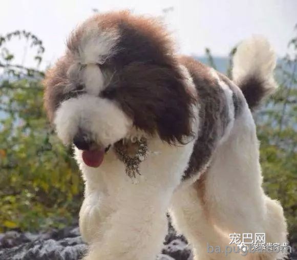 巨型贵宾犬：草泥马的外表，软妹的心！-14.jpeg