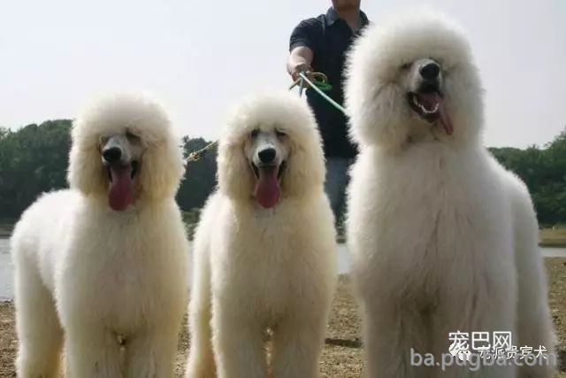 巨型贵宾犬：草泥马的外表，软妹的心！-16.jpeg