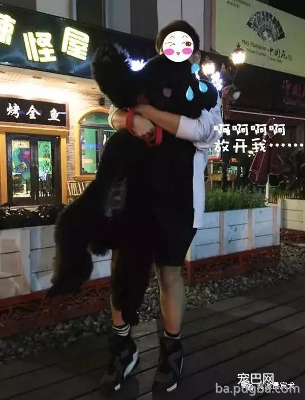 巨型贵宾犬：草泥马的外表，软妹的心！-17.jpeg