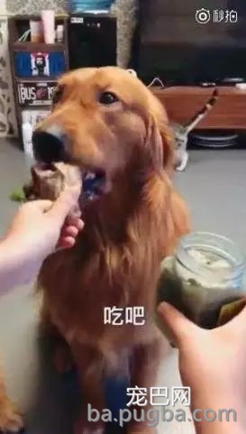主人拿出大骨头和臭豆腐给二哈和金毛选，二哈又秀出了智商下限……-1.jpg