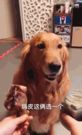主人拿出大骨头和臭豆腐给二哈和金毛选，二哈又秀出了智商下限……-2.gif