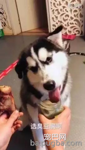 主人拿出大骨头和臭豆腐给二哈和金毛选，二哈又秀出了智商下限……-3.jpg