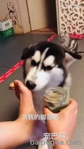主人拿出大骨头和臭豆腐给二哈和金毛选，二哈又秀出了智商下限……-5.jpg
