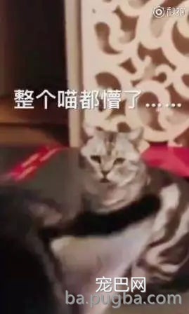 主人拿出大骨头和臭豆腐给二哈和金毛选，二哈又秀出了智商下限……-8.jpg