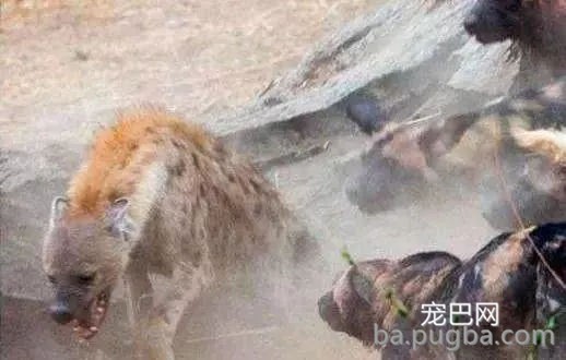 鬣狗从野狗嘴里夺食被围剿,野狗“师傅”对不住您了!-4.jpg