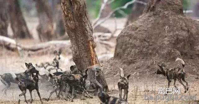 鬣狗从野狗嘴里夺食被围剿,野狗“师傅”对不住您了!-5.jpg