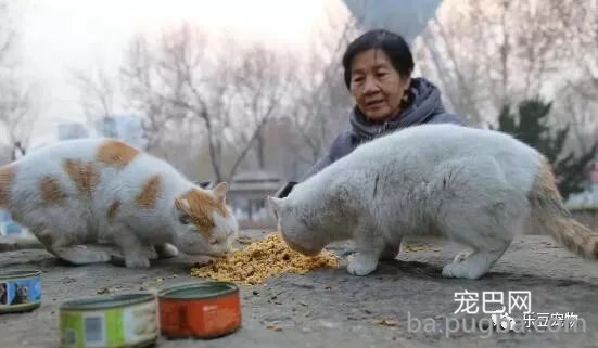 退休老夫妻坚持喂养流浪猫十八年：我还要在喂十八年……-5.jpeg