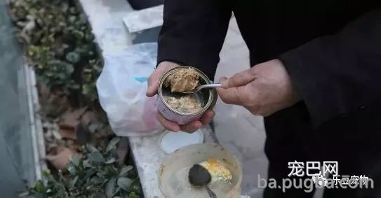 退休老夫妻坚持喂养流浪猫十八年：我还要在喂十八年……-6.jpeg