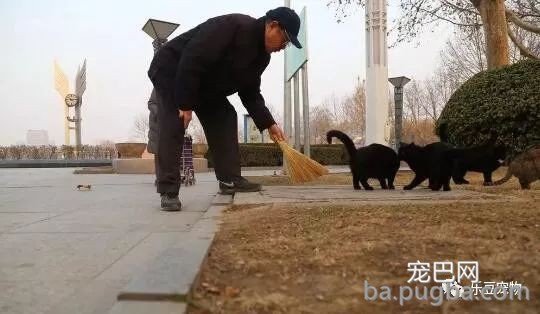 退休老夫妻坚持喂养流浪猫十八年：我还要在喂十八年……-4.jpeg