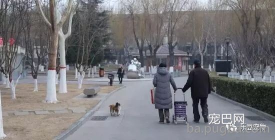 退休老夫妻坚持喂养流浪猫十八年：我还要在喂十八年……-11.jpeg