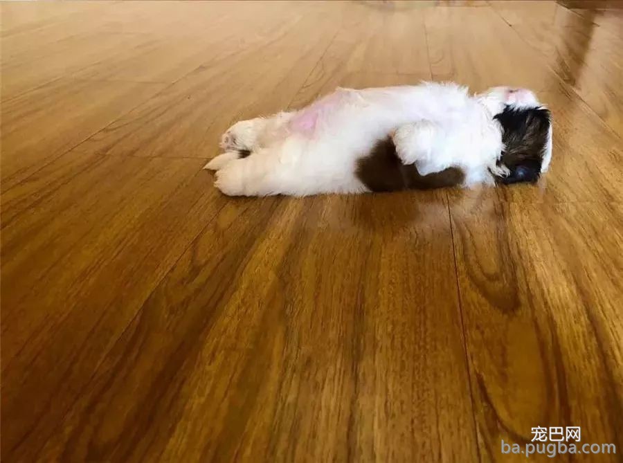 靠露肚子成了全网最红的崽！小家伙正脸也超萌~-10.jpeg